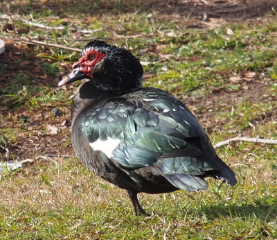 [Rear side view of the duck standing on one leg in the grass with its head facing left. There are a few small white feathers around the red patch surrounding his eye and a couple of white feathers in his flight area. The rest of the bird is either black or teal including the innermost part of its beak.]